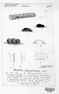 Corinectria fuckeliana image